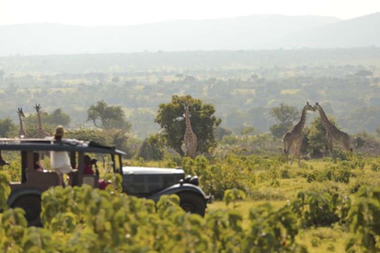 Game drive